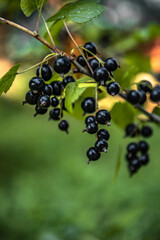 black currant berries