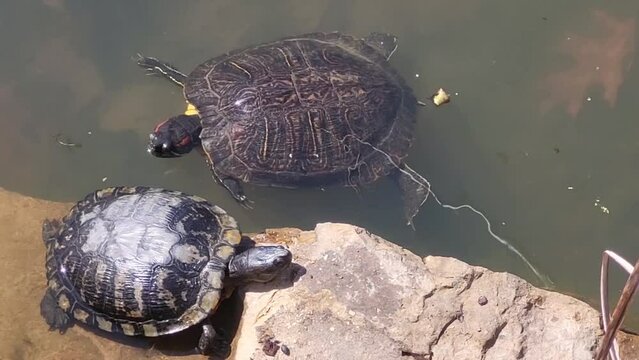 turtles swimming and climbing on rocks