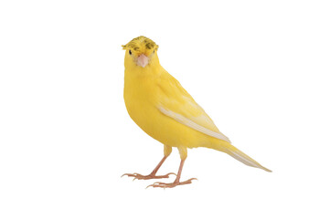 beautiful canary isolated on white background