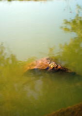 Muddy green water in a wild river with a piece of rock peeking out.