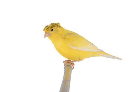 yellow canary sitting on a branch isolated on white background. Studio