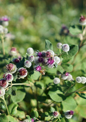 A wild thistle plant in flower. Bees fly at him.