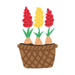 Basket with hyacinths. Spring collection. Flat vector illustration