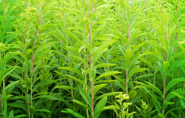 Green grass summer day background
