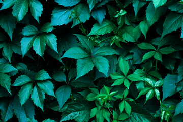 Contrasting deep green background of ivy leaves