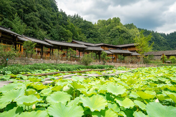 Lotus pond and ancient buildings in the park