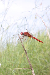 dragonfly on a branch