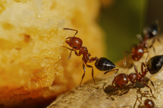 Macro shot of ants in the forest. Selective focus image. Close up view.