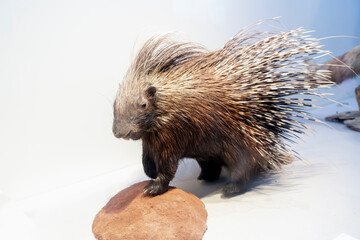 aporcupine，Close up of wildlife specimen