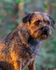Border Terrier relaxing in the forest.