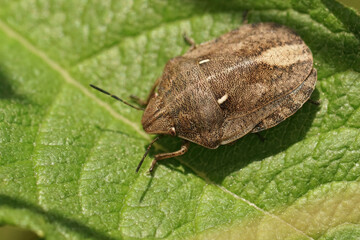 Closeup on the European tortoise bug, Eurygaster testudinaria, sitting on a green leaf