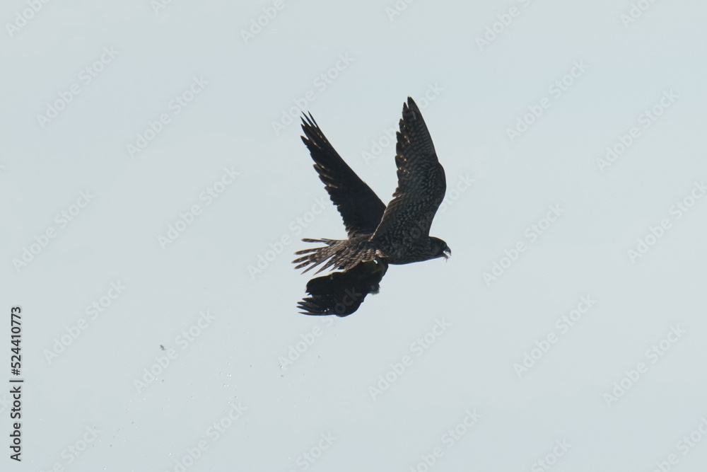 Canvas Prints peregrine falcon is hunting a pigeon