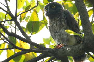 brown hawk owl on a branch