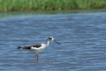 black winged stilt in a pond