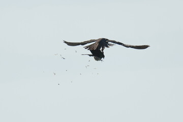 peregrine falcon is hunting a pigeon