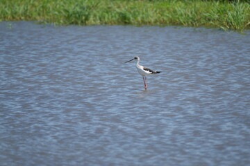 black winged stilt in a pond