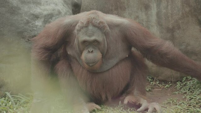 Endangered Bornean Orangutan Pongo pygmaeus on The Grass - Mammal Primate Indonesia Great Apes Native to Asia