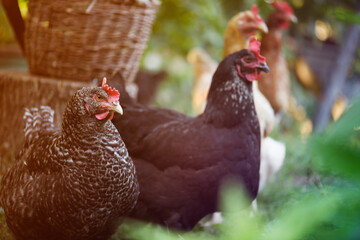 Farm chickens in the garden.