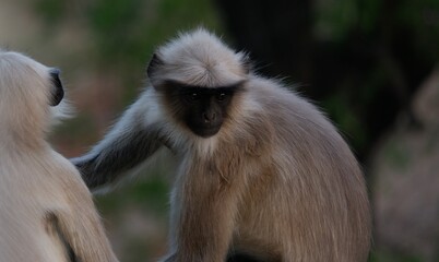 Gray langur 