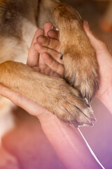 Dog paws and human hands, dogs are man's best friend.