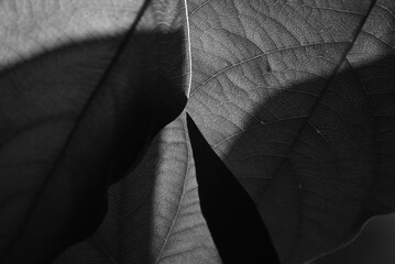 Light and shade on leaves of autumnal greenery atmosphere. Black and white natural foliage...