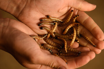 worm food in hands, close-up.