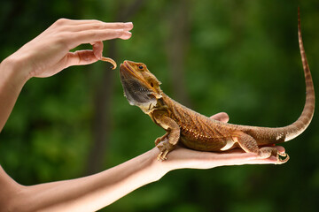 Iguana eats a worm in the hands of a girl.