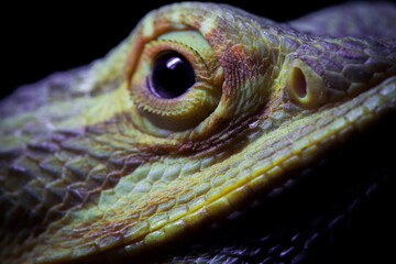 Iguana close-up, eye and skin, dark background.