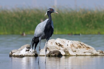 Demoiselle crane at river. Grus virgo. Bird background. Beautiful bird. Natural background. Abstract background. 