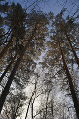 View from below on tall pine trees in forest in winter.