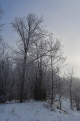 Winter landscape in foggy day. Trees are covered by hoarfrost.