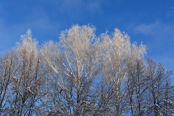 Winter landscape with trees covered by snow and  hoarfrost against blue sky.