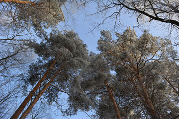 View from below on tall pine trees in hoarfrost against blue sky in cold winter day.