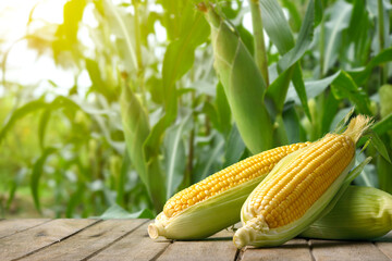 Corn cobs on wooden table with corn plantation field background.