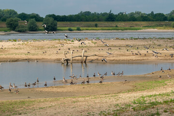 Fototapeta premium wild geese on the sand in the floodplains of the river Waal between the villages of Opijnen and Heesselt in the Tielerwaard, Gelderland, Netherlands