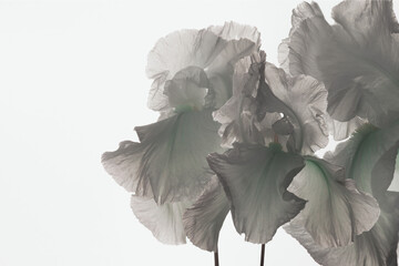 White irises on a white background, white petals close-up, studio shot.