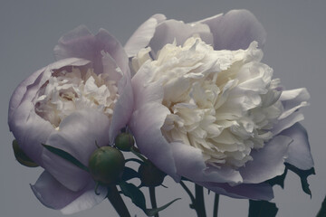 Two white-purple peonies on a gray background, close-up, studio shot.