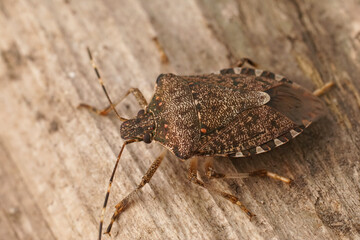 Closeup on an adult brown mediterranean pentatomid shieldbug, Halyomorpha halys sitting on wood