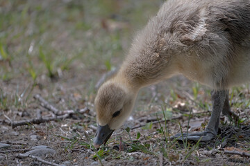 closeup of a greylag goose chick looking for food