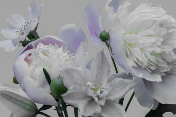 Delicate white peonies on a gray background, blue shade of petals, floral background. © Illya