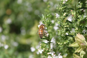 A bee on the white flowers of herb plants