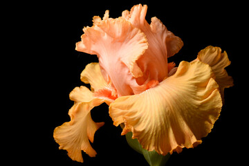 Fototapeta na wymiar Orange iris, bud on a black background, one flower, isolated.
