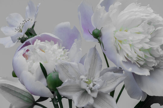 Delicate white peonies on a gray background, blue shade of petals, floral background.