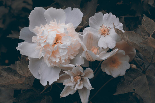White garden flowers, flower arrangement against the backdrop of garden foliage.