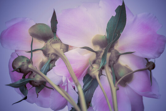 Pink peonies on a blue background, close-up, studio shot.