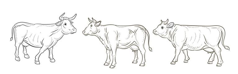 

Cow, vector image, black and white linear drawing.
Coloring book for children, clipart.