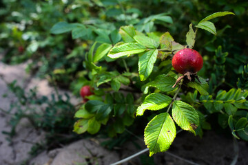 Rosehips on the bush close-up.