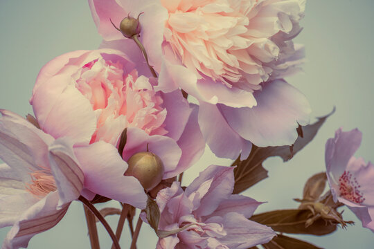 Delicate pink peonies, pastel colors, pink floral wallpapers.
