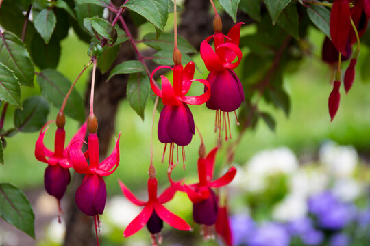 Beautiful red fuchsia flowers in the garden close up