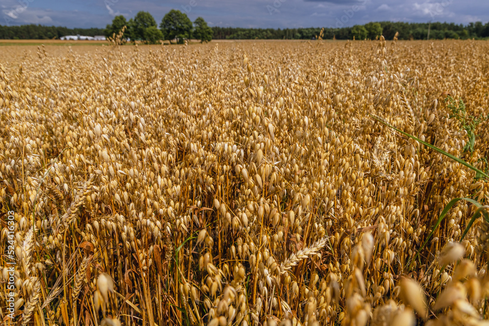 Canvas Prints Oat field, rural area of Mazowsze region, Poland